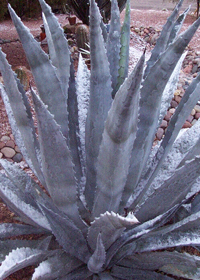 Agave 'Zebra'